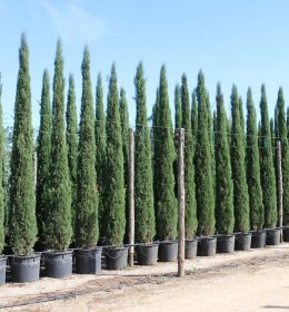 biocypress-Cupressus-Sempervirens